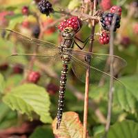 Common Hawker 